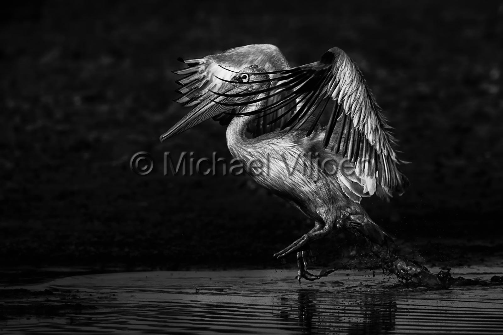 Bird Photography
